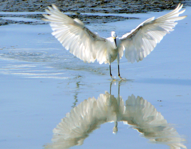 Snowy Egret, St. Marks National Wildlife Refuge, Florida, USA